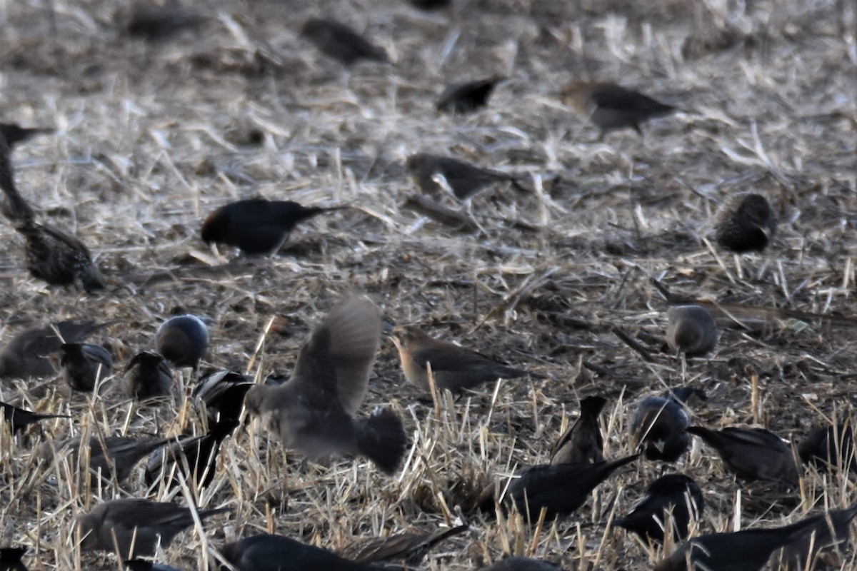 コウウチョウ - ML298093131