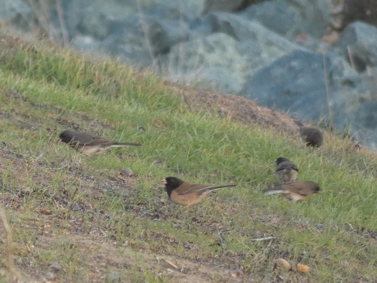 Dark-eyed Junco - ML298093201