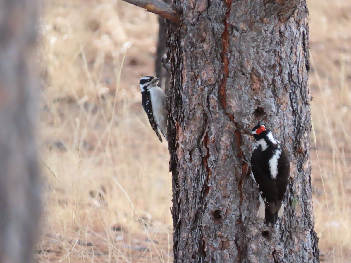 Downy Woodpecker (Rocky Mts.) - ML298095731