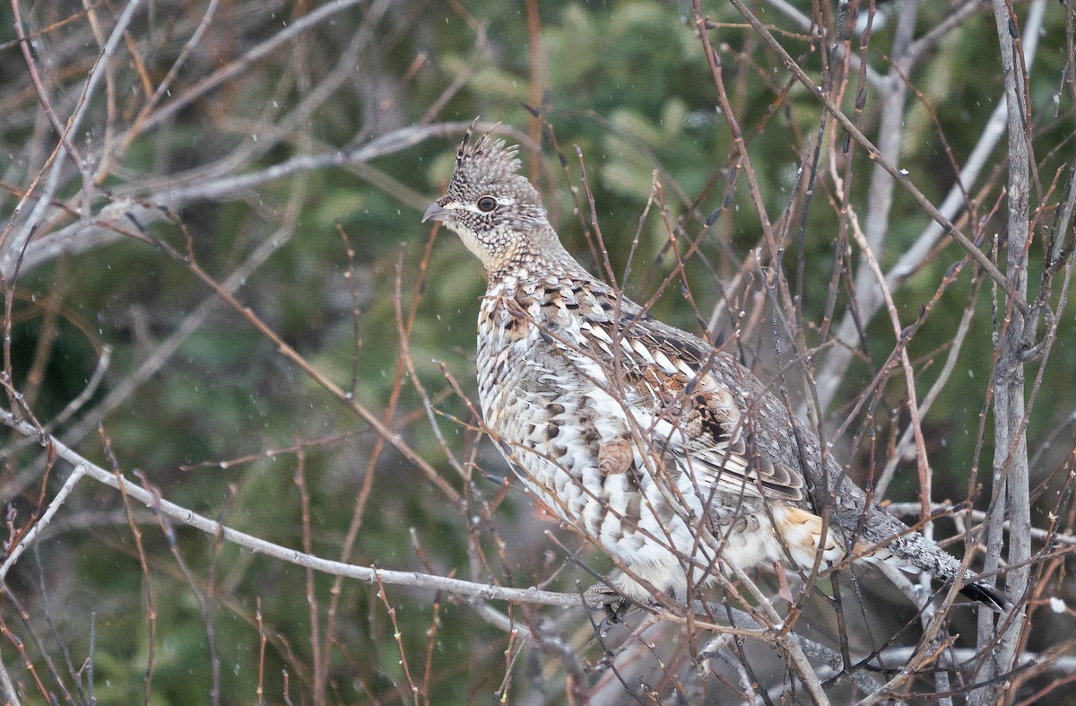 Ruffed Grouse - ML298096121