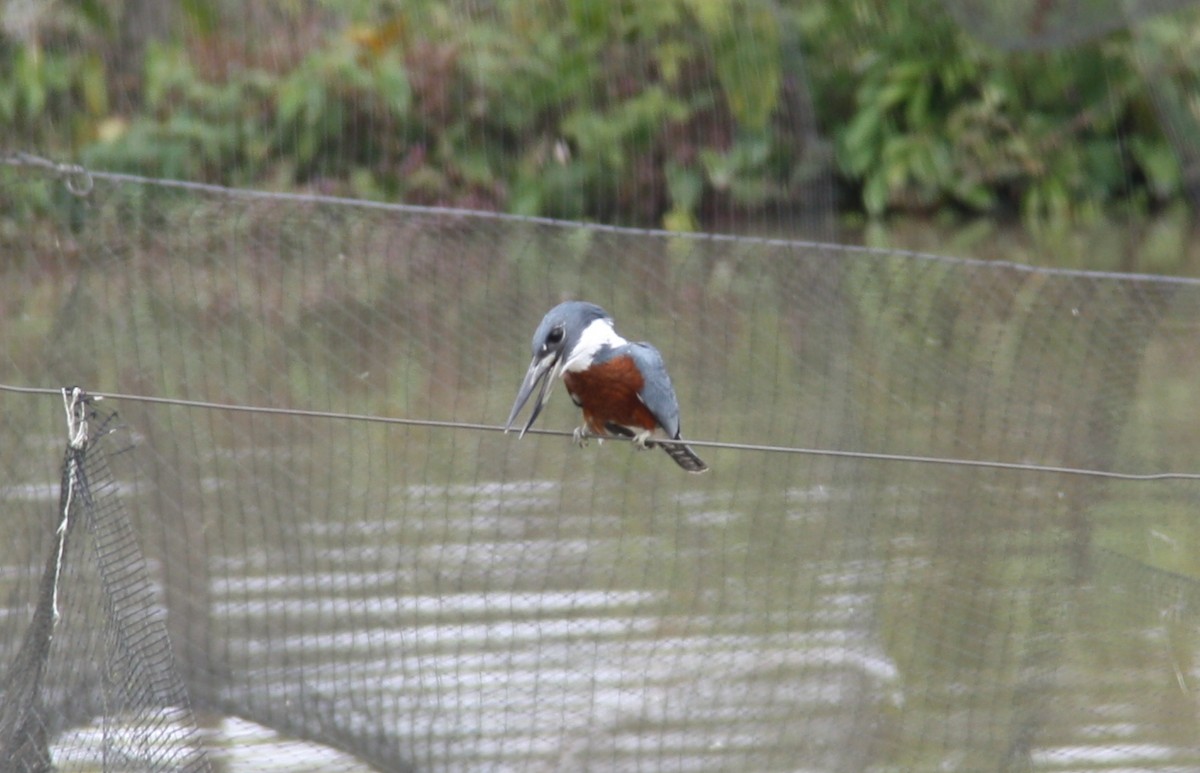 Ringed Kingfisher - ML298099071