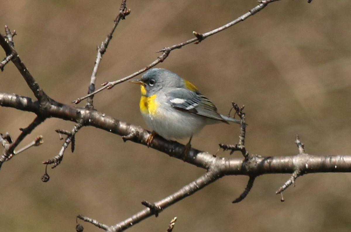 Northern Parula - ML298100141