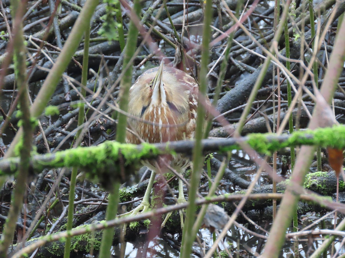 American Bittern - ML298100191