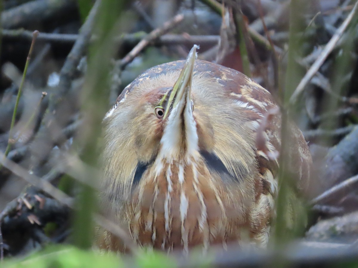 American Bittern - ML298100311