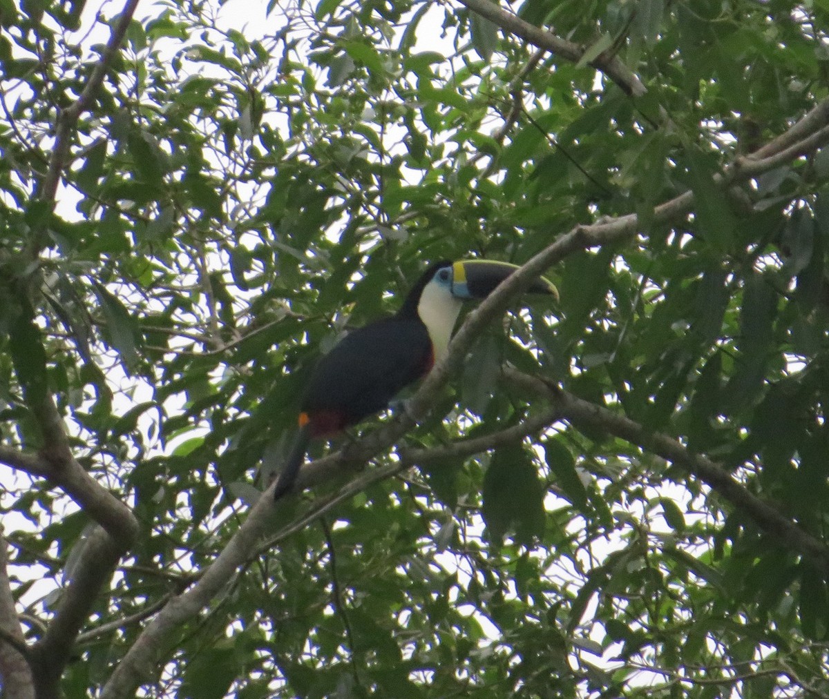 White-throated Toucan - ML29810071