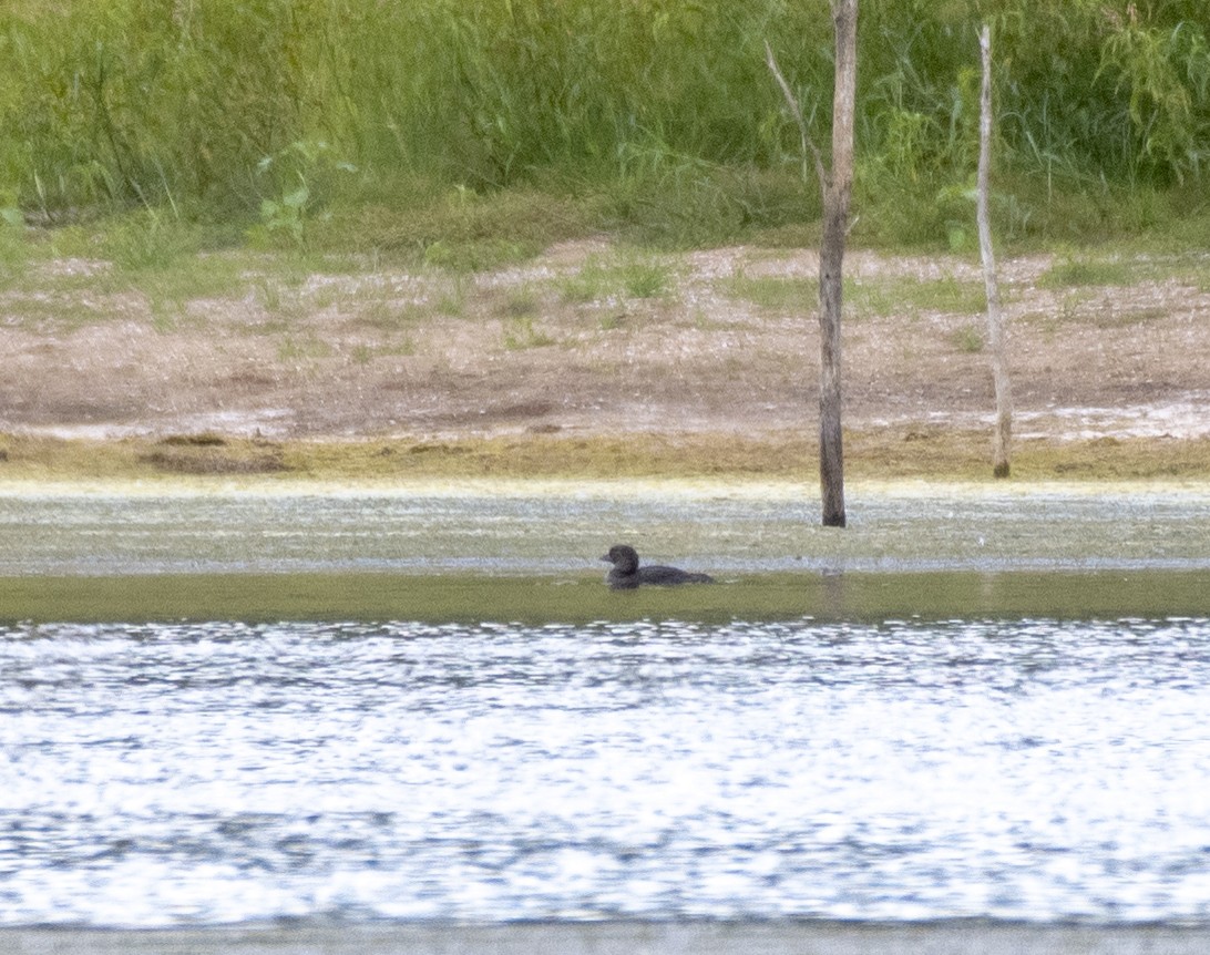 Musk Duck - ML298101051