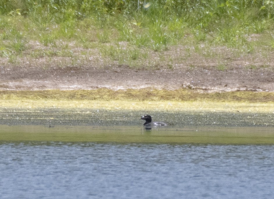 Musk Duck - ML298101241