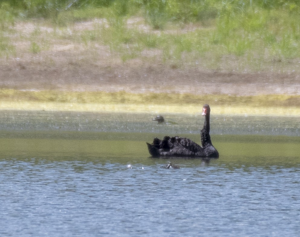 Musk Duck - ML298101261