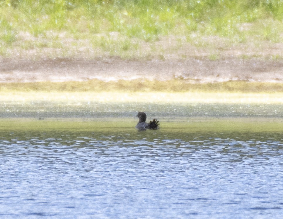 Musk Duck - ML298101351