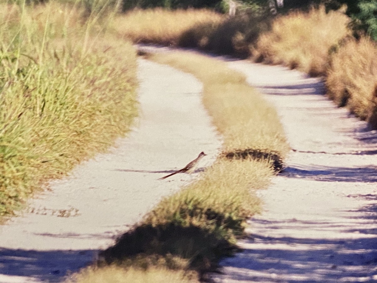 Lesser Roadrunner - ML298102071