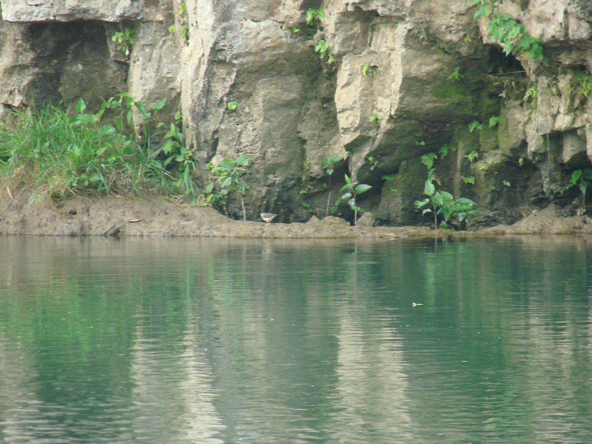 Louisiana Waterthrush - ML298104481