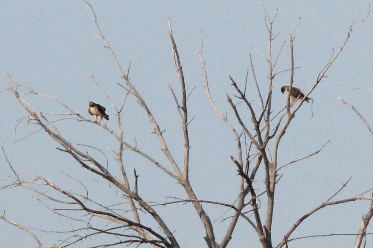 Buteo sp. - ML298104661