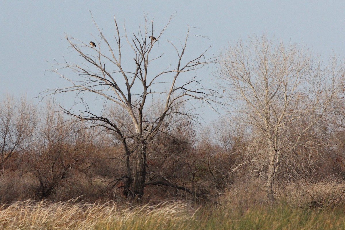 Buteo sp. - Sander Willems