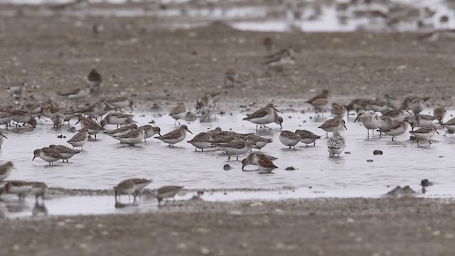 Semipalmated Sandpiper - ML298106941