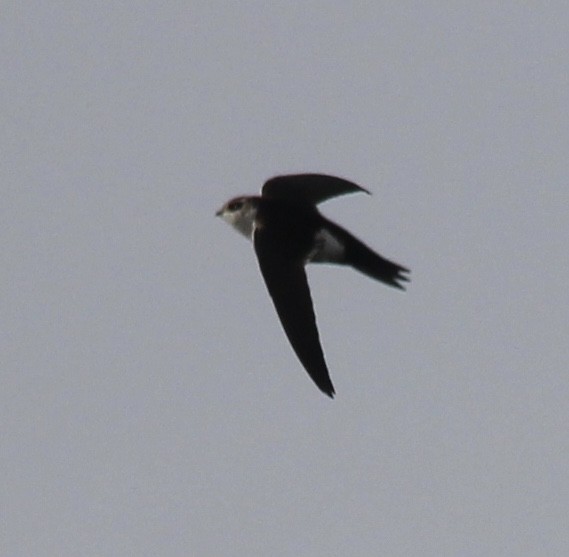 White-throated Swift - Lisa Sellers