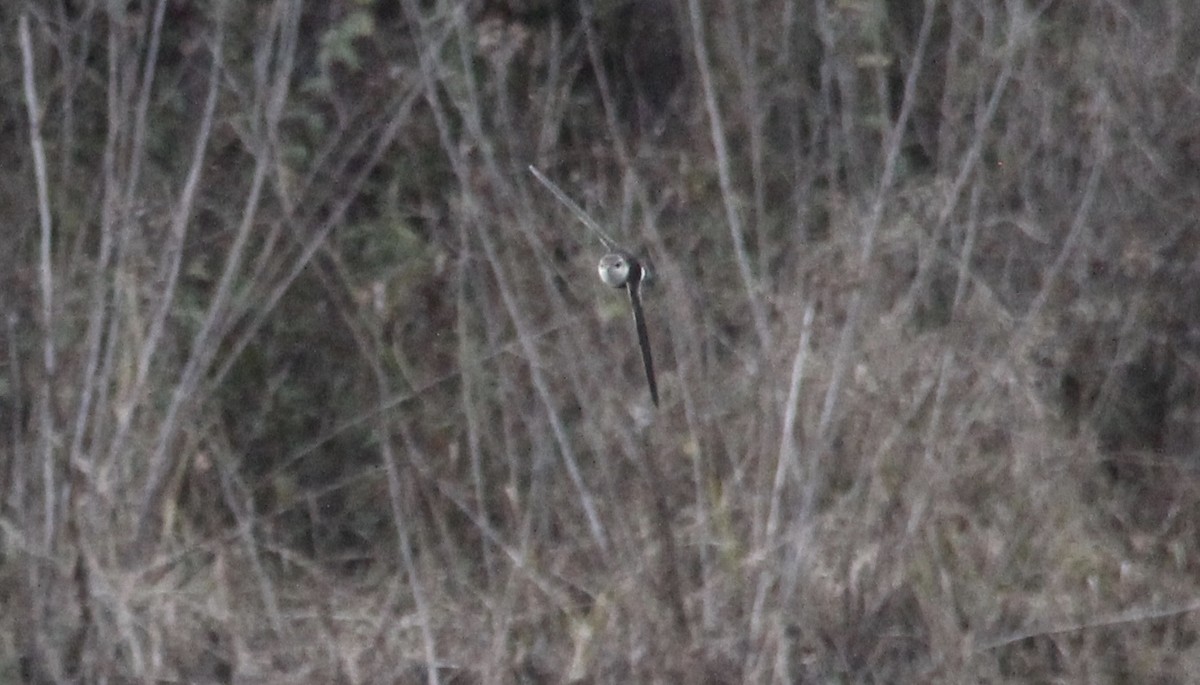 White-throated Swift - Lisa Sellers