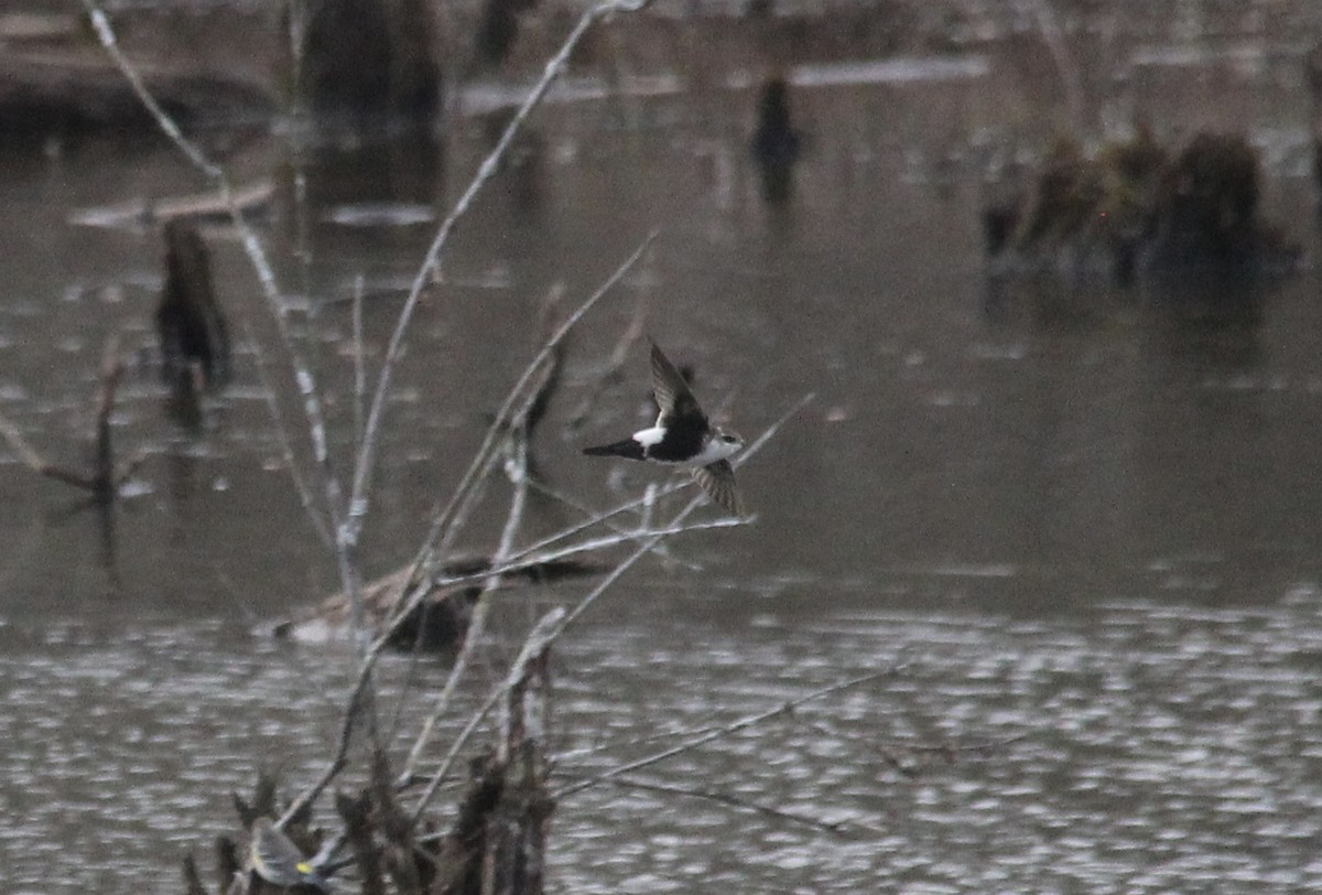 White-throated Swift - ML298113701