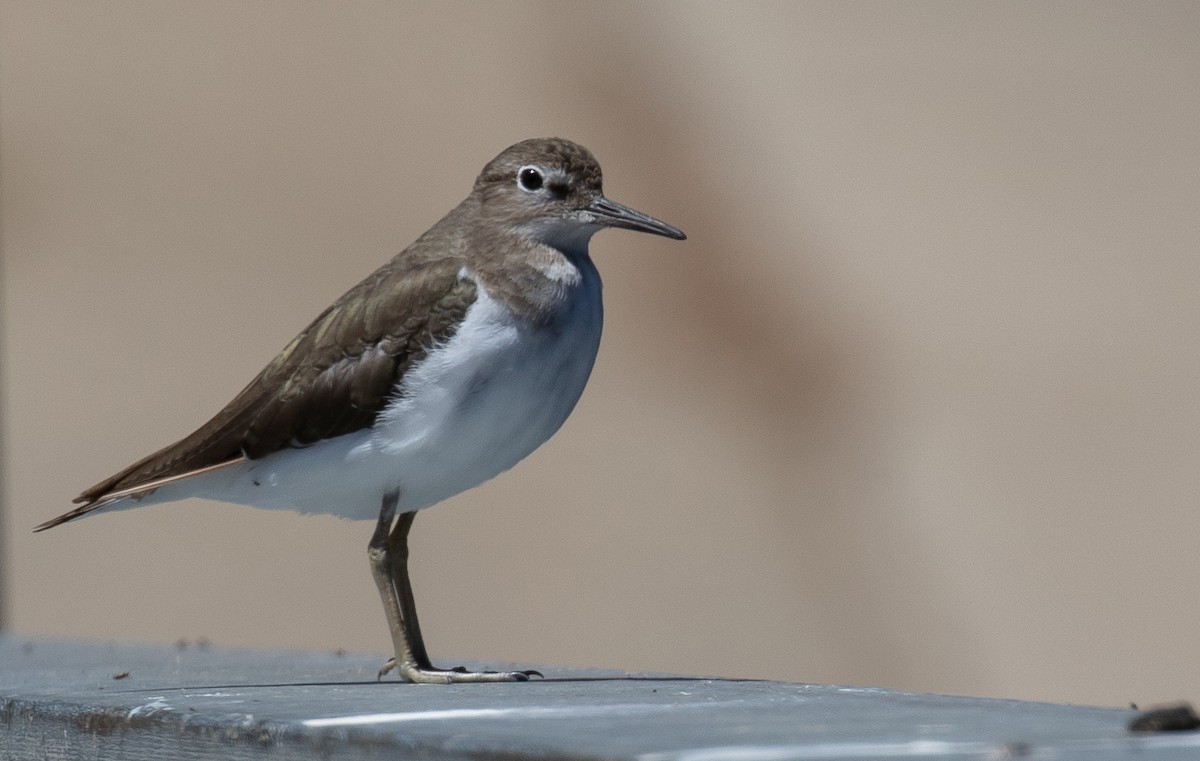 Common Sandpiper - shorty w