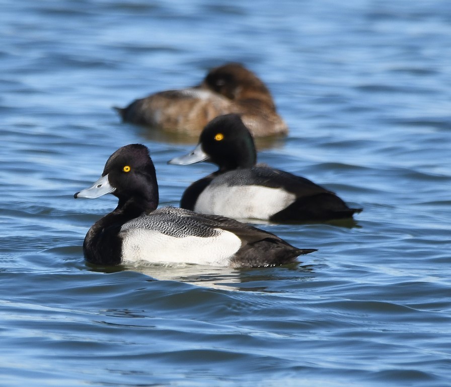 Lesser Scaup - Steve Davis