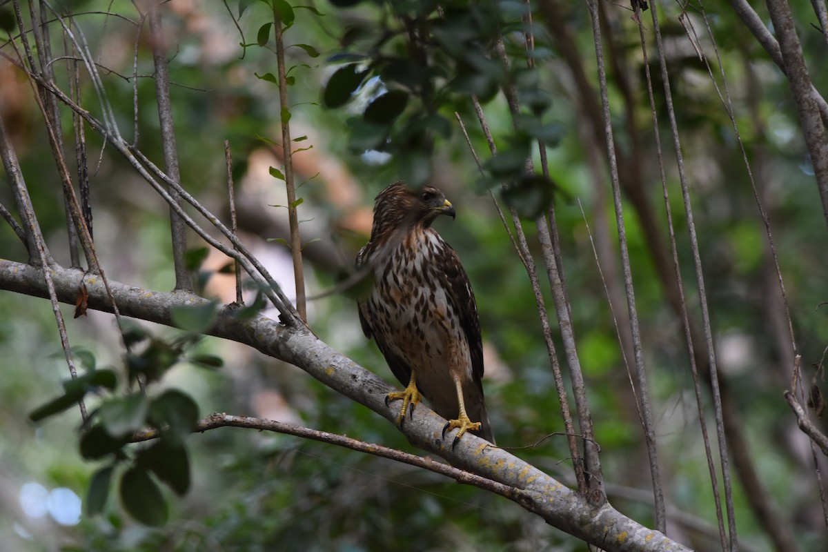 Red-shouldered Hawk - ML298118461