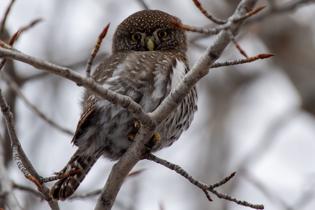 Northern Pygmy-Owl - ML298119791