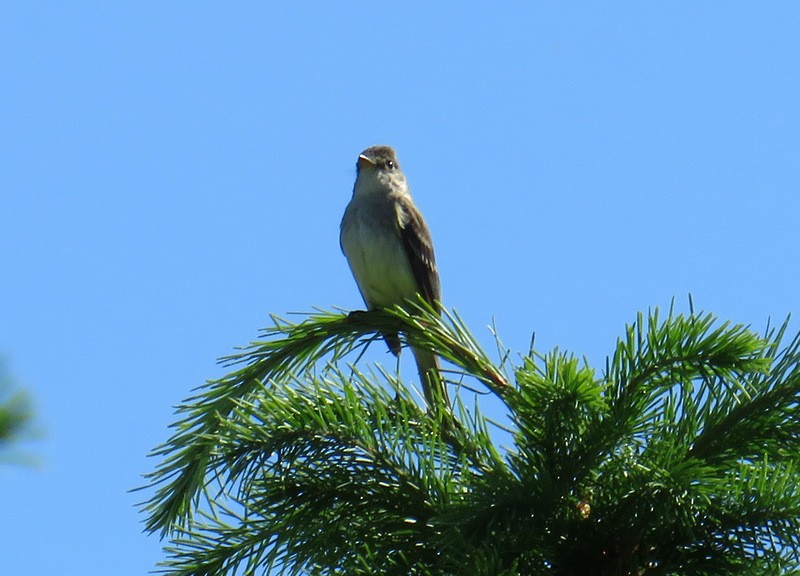 Willow Flycatcher - ML29811991