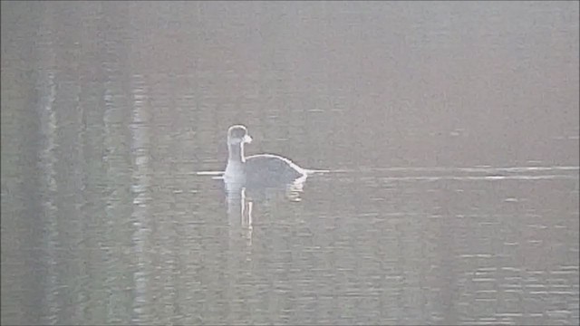 Буурал шунгуур - ML298122651