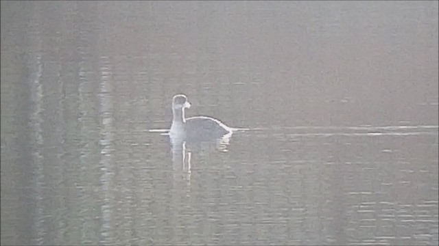 Red-necked Grebe - ML298122651