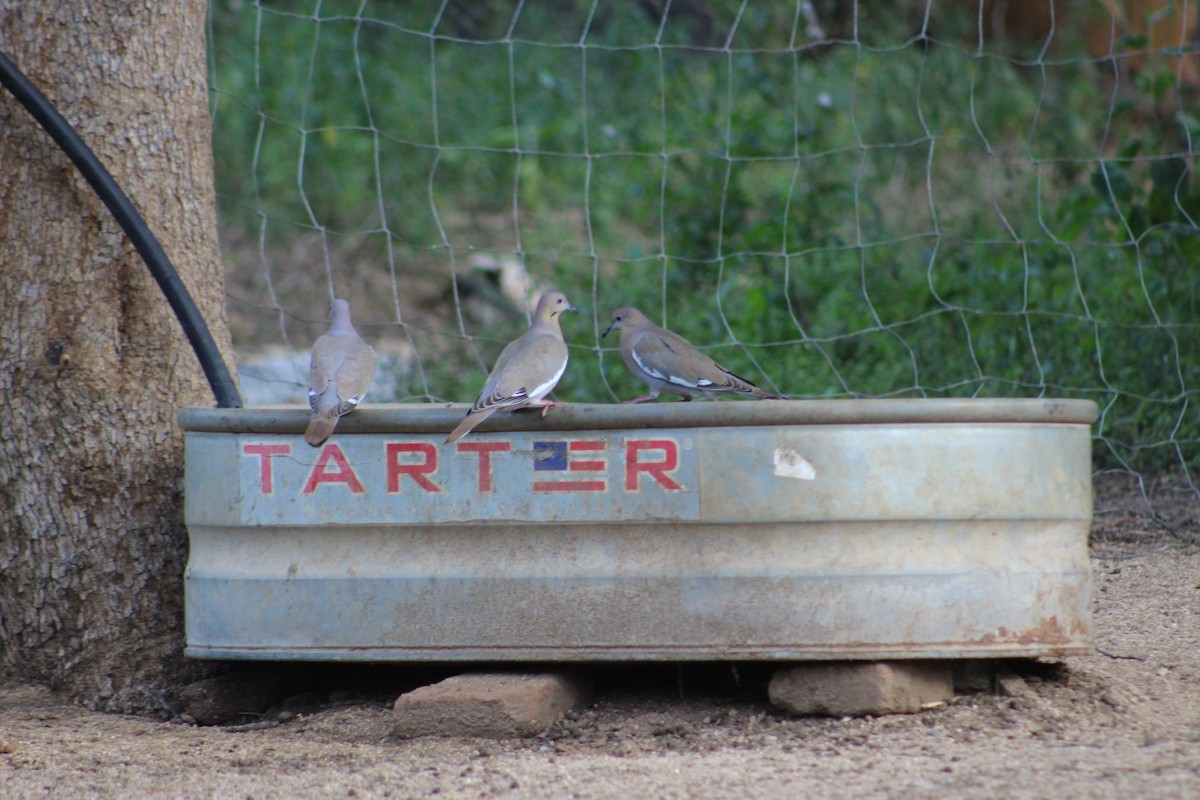 White-winged Dove - ML298124591