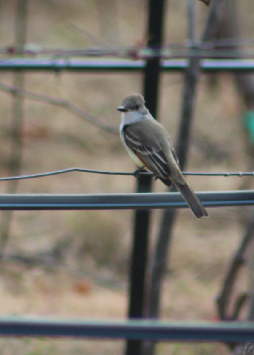 Ash-throated Flycatcher - ML298124601