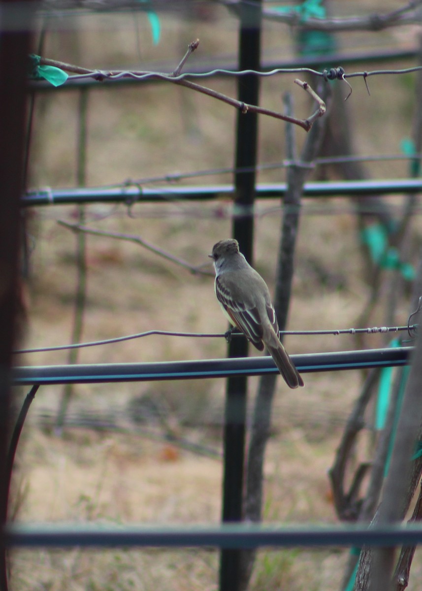Ash-throated Flycatcher - ML298124611