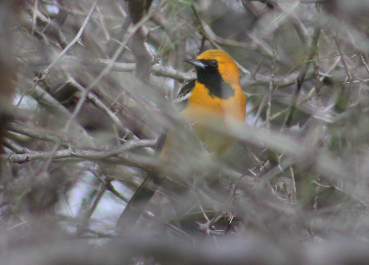 Hooded Oriole - ML298124831