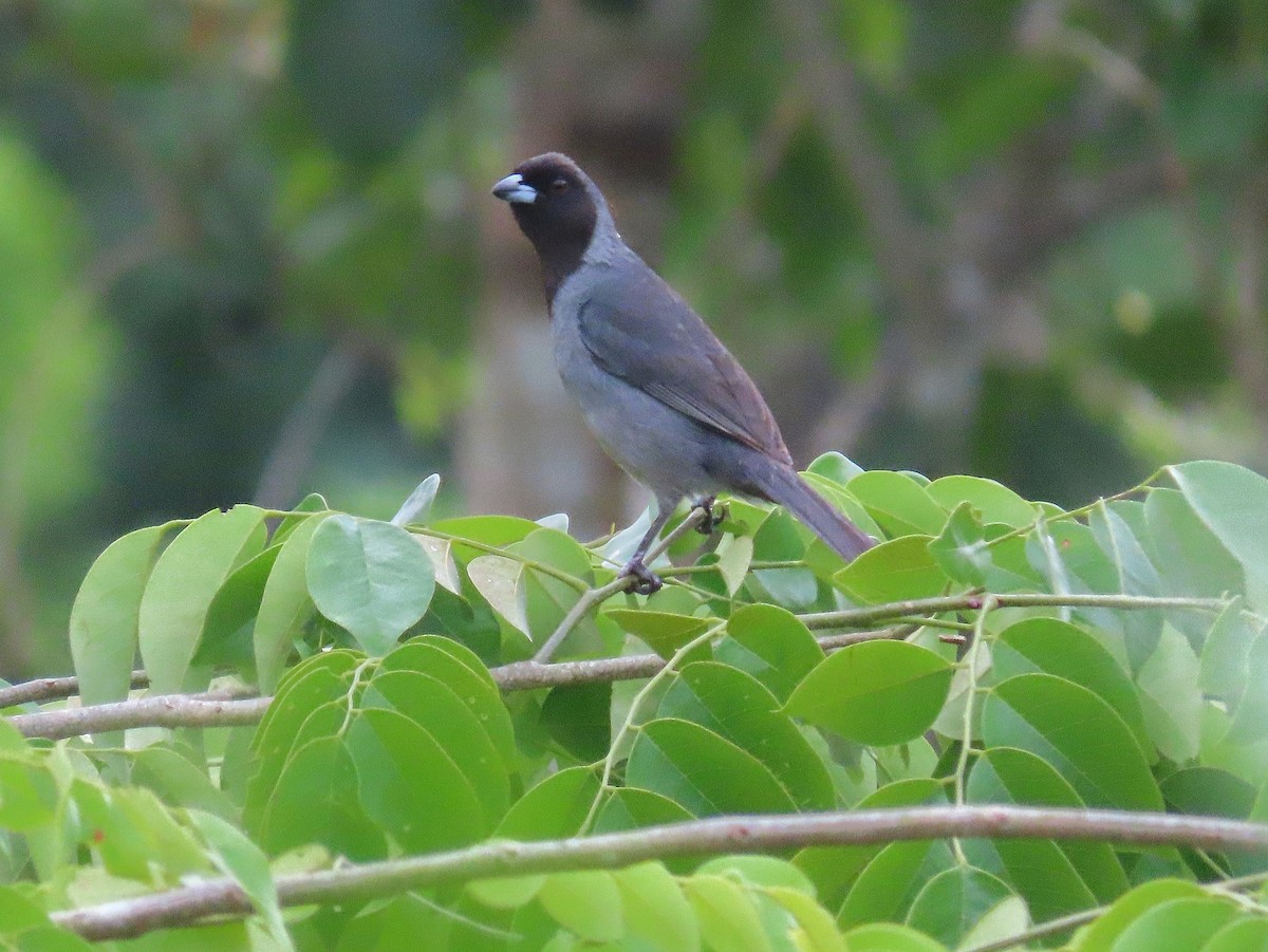 Black-faced Tanager - ML298124841