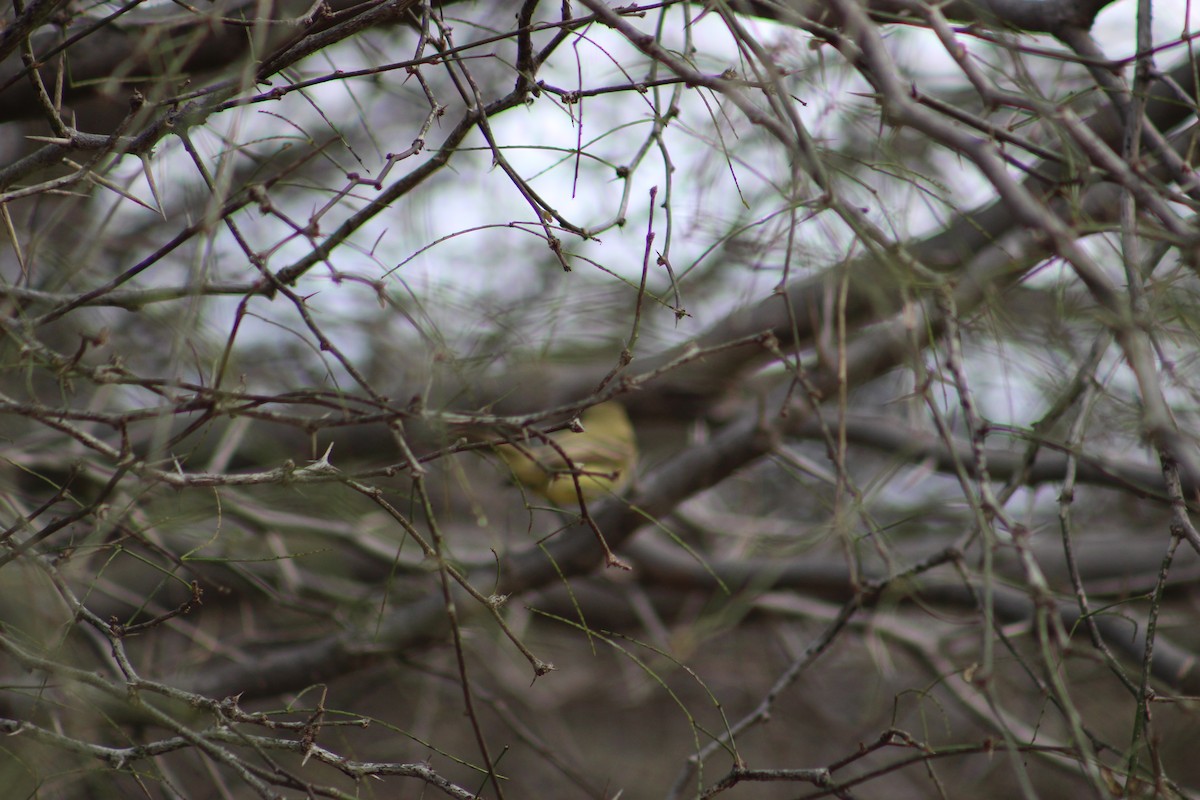Hooded Oriole - ML298124871