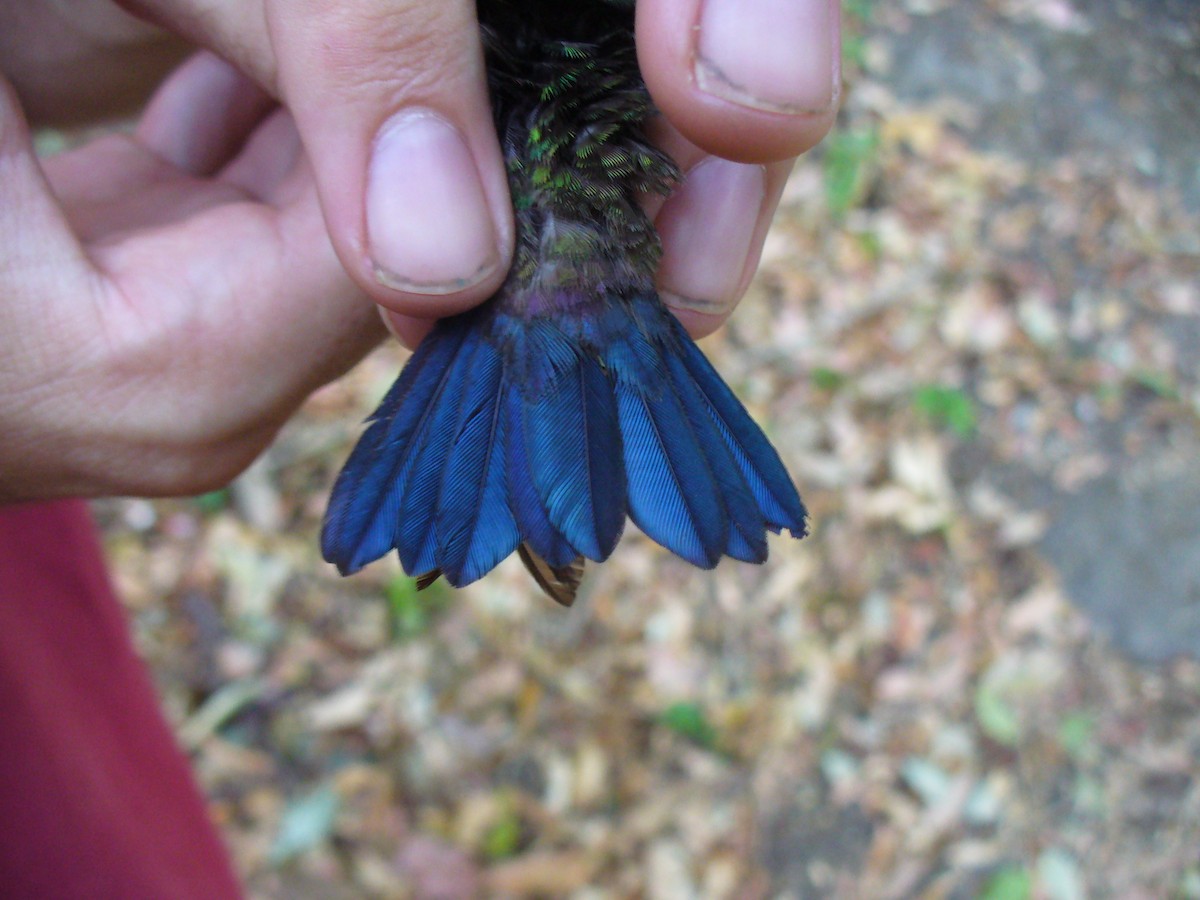 Blue-vented Hummingbird - ML298125421