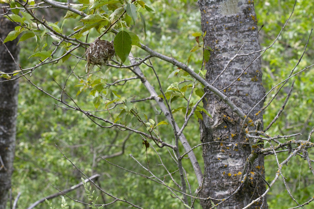 Red-eyed Vireo - ML298125811