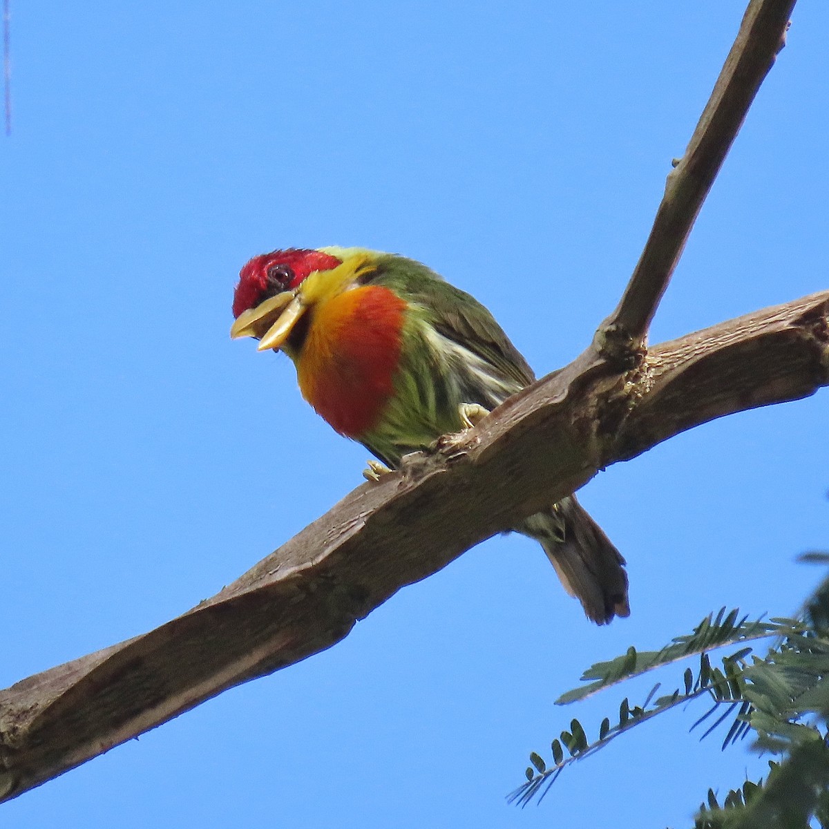 Lemon-throated Barbet - ML298125981
