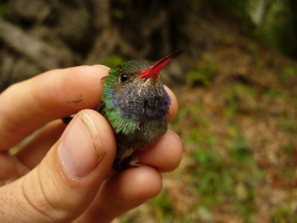 Blue-throated Goldentail - ML298126741