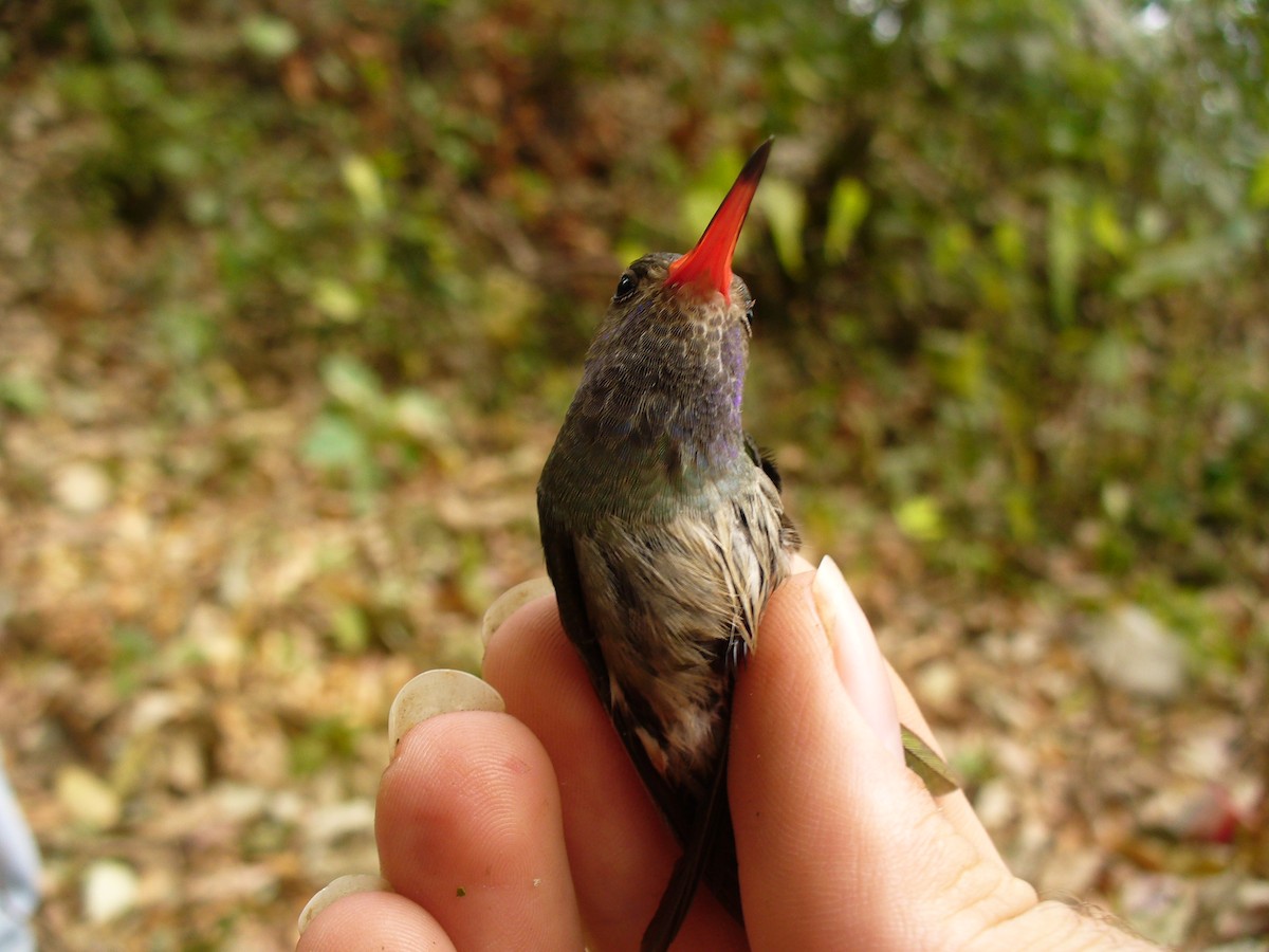 Blue-throated Goldentail - ML298126951