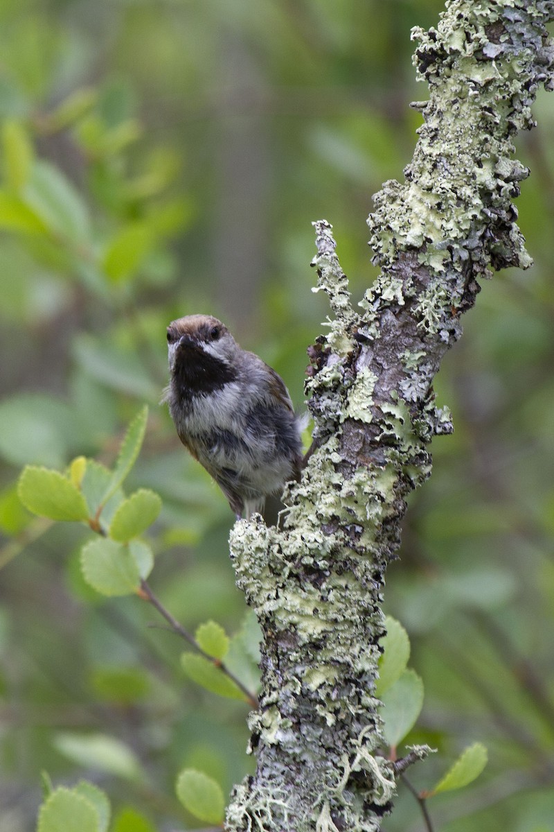 Boreal Chickadee - ML298127101