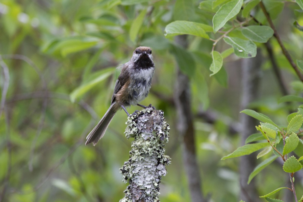 Boreal Chickadee - ML298127171