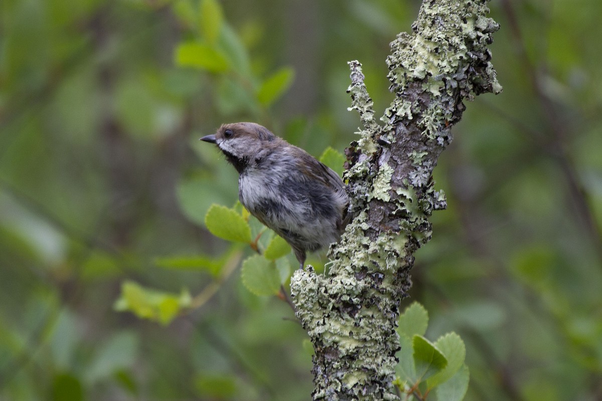 Boreal Chickadee - ML298127191