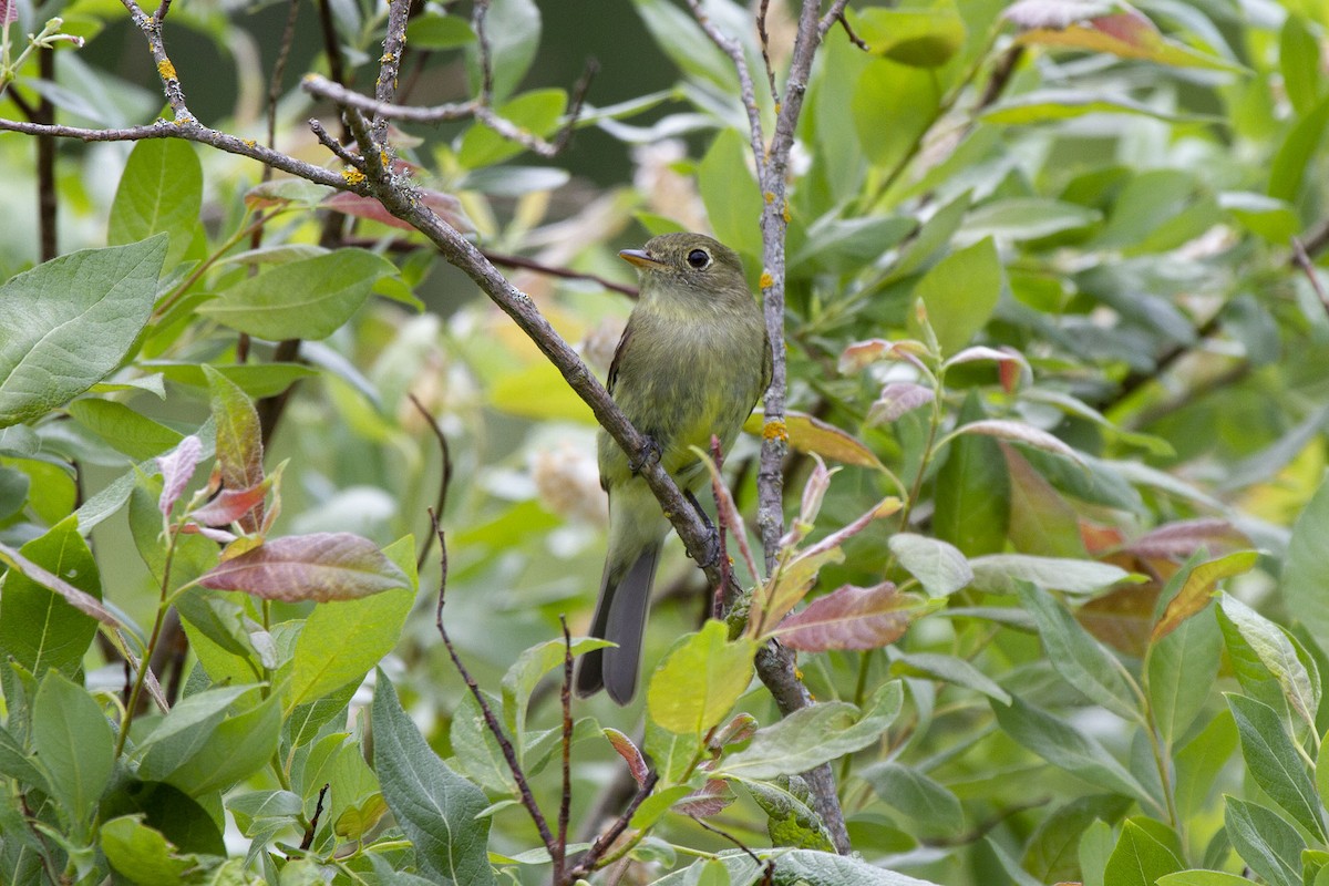 Yellow-bellied Flycatcher - ML298127771