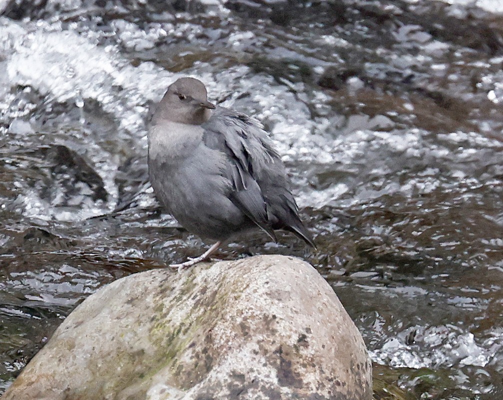 American Dipper - ML298128251