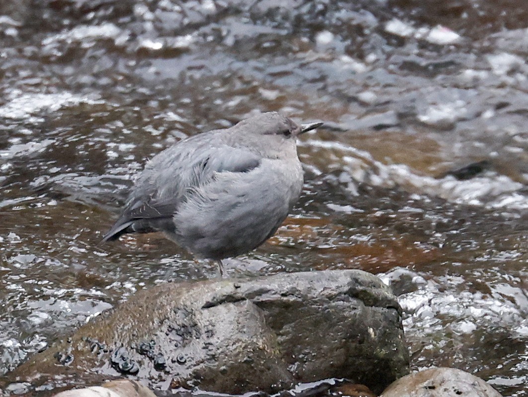 American Dipper - ML298128291