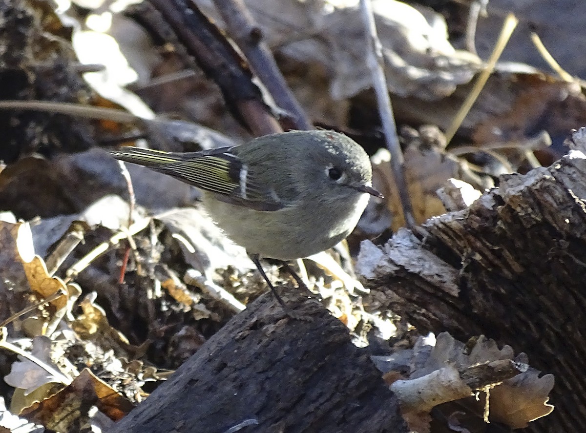 Ruby-crowned Kinglet - ML298130351