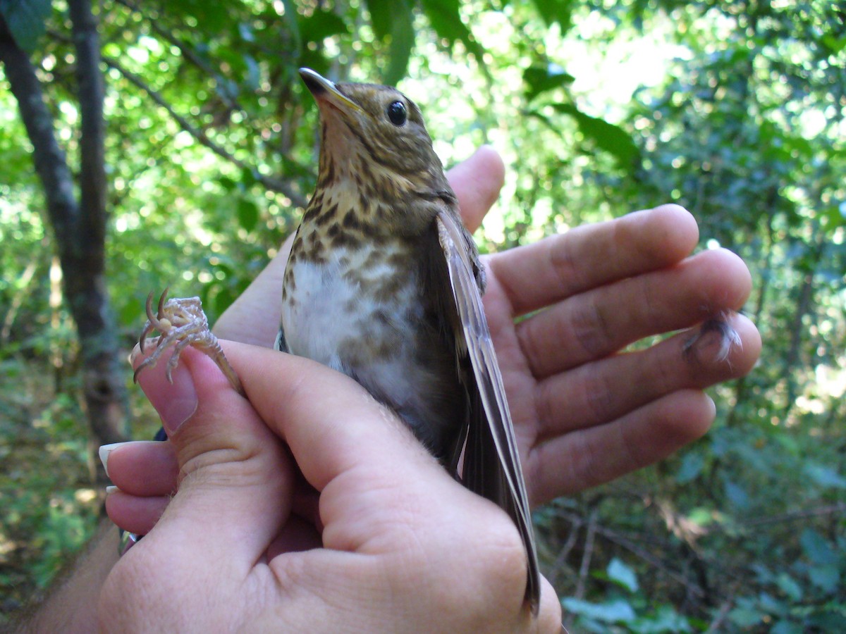 Swainson's Thrush - ML298130641