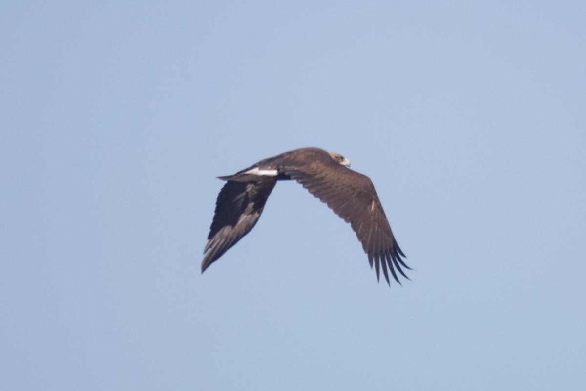 Golden Eagle - ML298131201