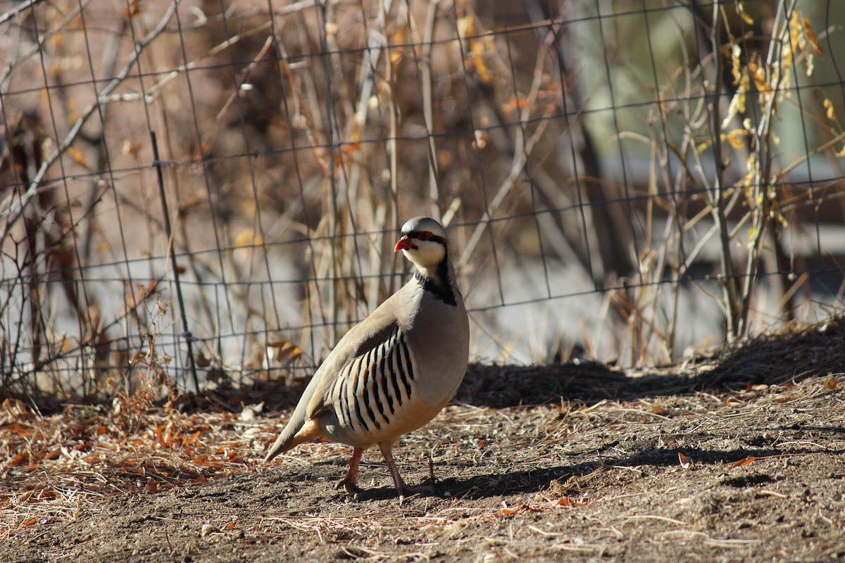 Chukar - ML298132411