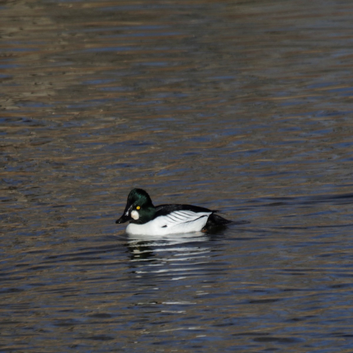 Common Goldeneye - Doug Kibbe